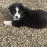 Maverick , a male Miniature Australian Shepherd for sale in Bennington, KS – Photo 5 of 8