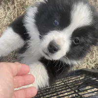 Maverick , a male Miniature Australian Shepherd for sale in Bennington, KS – Photo 6 of 8