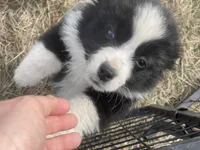 Maverick , a male Miniature Australian Shepherd for sale in Bennington, KS – Photo 2 of 8