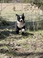 Maverick , a male Miniature Australian Shepherd for sale in Bennington, KS – Photo 3 of 8