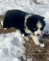 Maverick , a male Miniature Australian Shepherd for sale in Bennington, KS – Photo 6 of 8