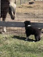 Maverick , a male Miniature Australian Shepherd for sale in Bennington, KS – Photo 4 of 8