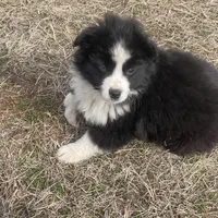 Maverick , a male Miniature Australian Shepherd for sale in Bennington, KS – Photo 7 of 8