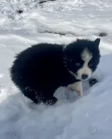 Maverick , a male Miniature Australian Shepherd for sale in Bennington, KS – Photo 7 of 8
