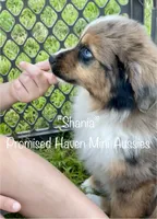 Shania, a female Miniature Australian Shepherd for sale in Bennington, KS – 3 of 5