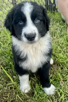 Hank, a male Miniature Australian Shepherd for sale in Bennington, KS – 1 of 3