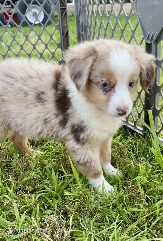 Dolly – Miniature Australian Shepherd puppy for sale in Bennington, KS