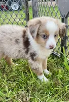 Dolly, a female Miniature Australian Shepherd for sale in Bennington, KS – 1 of 1