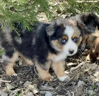 Kenai, a male Miniature Australian Shepherd for sale in Bennington, KS – Photo 2 of 4