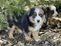 Kenai, a male Miniature Australian Shepherd for sale in Bennington, KS – Photo 1 of 4