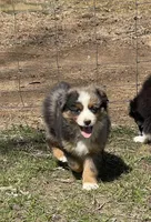 Kenai, a male Miniature Australian Shepherd for sale in Bennington, KS – Photo 4 of 4