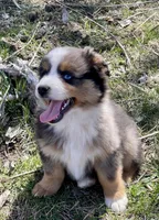 Kenai, a male Miniature Australian Shepherd for sale in Bennington, KS – Photo 3 of 4