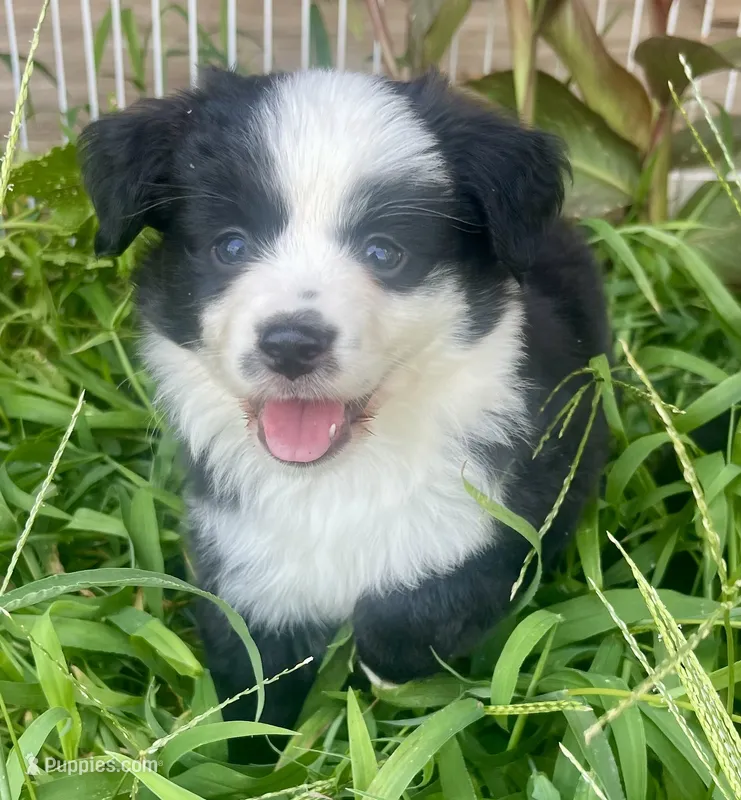 Tinker Belle  – Miniature Australian Shepherd puppy for sale in Bennington, KS