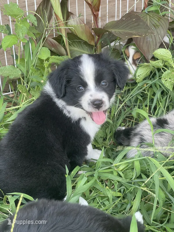 Maeve – Miniature Australian Shepherd puppy for sale in Bennington, KS