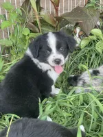 Maeve, a female Miniature Australian Shepherd for sale in Bennington, KS – 1 of 3