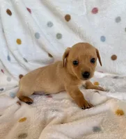 Butterscotch, a male Chihuahua and Miniature Dachshund for sale in Dawsonville, GA – Photo 3 of 4