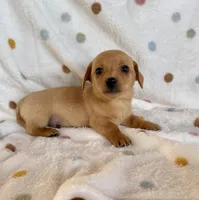 Butterscotch, a male Chihuahua and Miniature Dachshund for sale in Dawsonville, GA – Photo 1 of 4