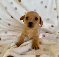 Butterscotch, a male Chihuahua and Miniature Dachshund for sale in Dawsonville, GA – Photo 4 of 4