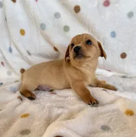 Butterscotch, a male Chihuahua and Miniature Dachshund for sale in Dawsonville, GA – Photo 2 of 4