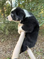 Scout, a male Australian Shepherd and Border Collie for sale in Dawsonville, GA – 2 of 2