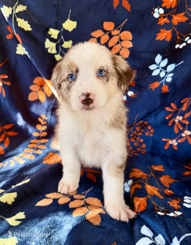 Sedona – Australian Shepherd, Border Collie puppy for sale in Dawsonville, GA
