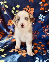 Sedona, a female Australian Shepherd and Border Collie for sale in Dawsonville, GA – 1 of 2