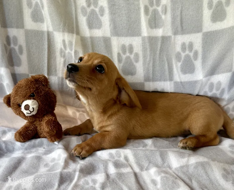 Marigold  – Chihuahua, Miniature Dachshund puppy for sale in Dawsonville, GA