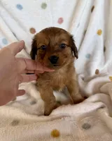 Reese, a male Chihuahua and Miniature Dachshund for sale in Dawsonville, GA – Photo 2 of 4