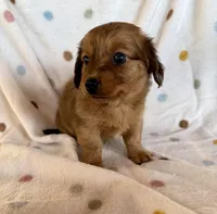 Reese, a male Chihuahua and Miniature Dachshund for sale in Dawsonville, GA – Photo 1 of 4