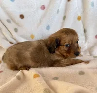 Reese, a male Chihuahua and Miniature Dachshund for sale in Dawsonville, GA – Photo 4 of 4