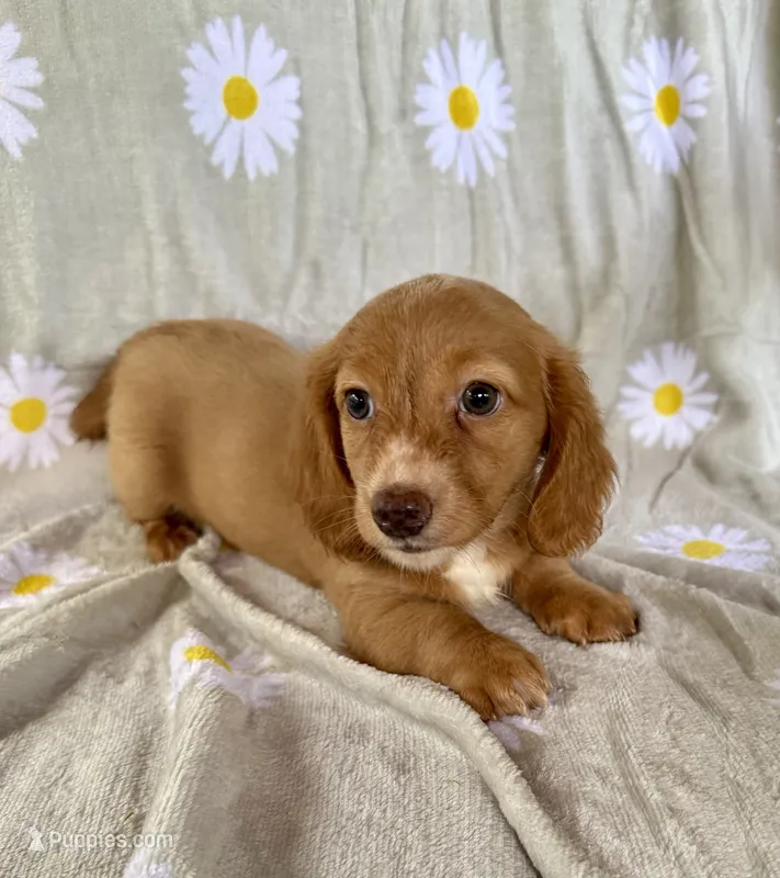 Charlie – Miniature Dachshund puppy for sale in Dawsonville, GA