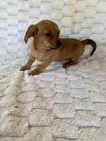Rose, a female Chihuahua and Miniature Dachshund for sale in Dawsonville, GA – 2 of 2