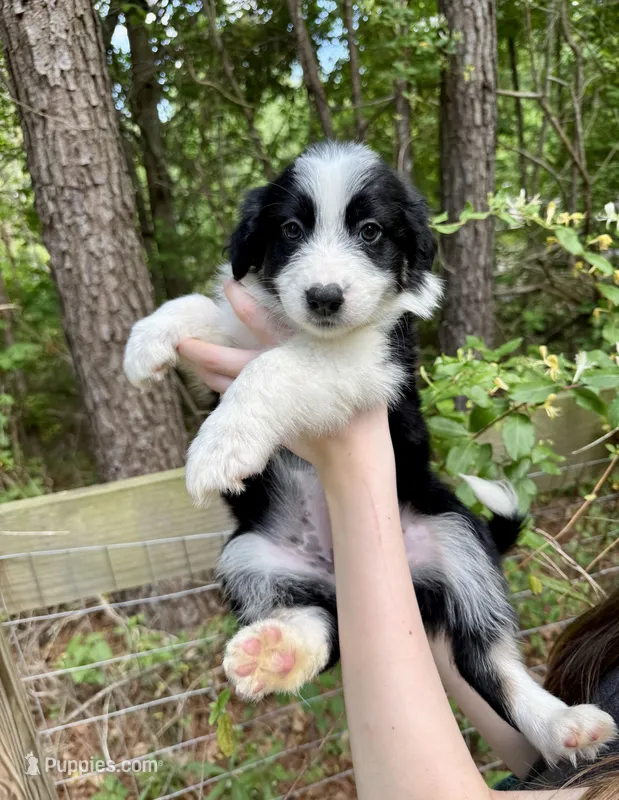 Molly – Australian Shepherd, Border Collie puppy for sale in Dawsonville, GA