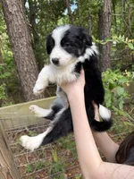 Molly, a female Australian Shepherd and Border Collie for sale in Dawsonville, GA – Photo 2 of 2