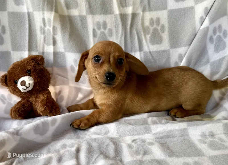 River – Chihuahua, Miniature Dachshund puppy for sale in Dawsonville, GA