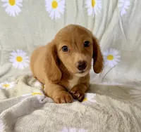 Charlie, a male Miniature Dachshund for sale in Dawsonville, GA – 4 of 4