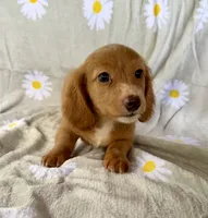 Charlie, a male Miniature Dachshund for sale in Dawsonville, GA – 2 of 4