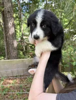 Bear, a male Australian Shepherd and Border Collie for sale in Dawsonville, GA – Photo 2 of 2