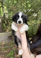 Bear, a male Australian Shepherd and Border Collie for sale in Dawsonville, GA – Photo 1 of 2