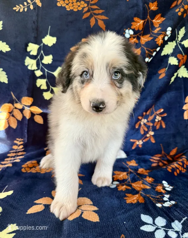 Everest – Australian Shepherd, Border Collie puppy for sale in Dawsonville, GA