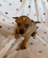 Caramel, a male Chihuahua and Miniature Dachshund for sale in Dawsonville, GA – Photo 4 of 4