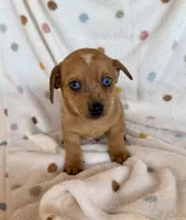 Caramel, a male Chihuahua and Miniature Dachshund for sale in Dawsonville, GA – Photo 1 of 4