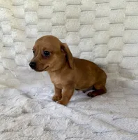 Daisy , a female Chihuahua and Miniature Dachshund for sale in Dawsonville, GA – 2 of 2