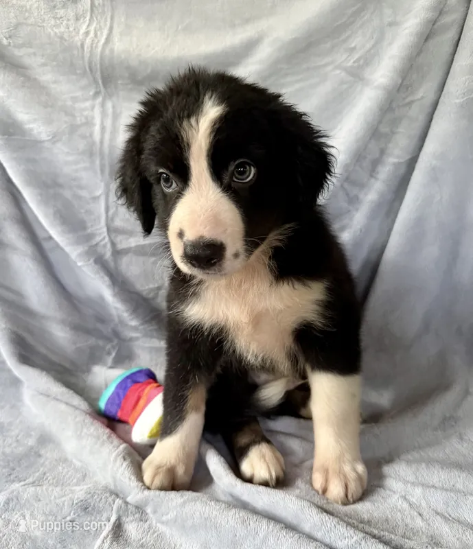 Scout – Australian Shepherd, Border Collie puppy for sale in Dawsonville, GA