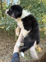 Autumn, a female Australian Shepherd and Border Collie for sale in Dawsonville, GA – 3 of 3