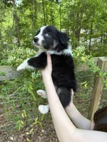 Precious , a female Australian Shepherd and Border Collie for sale in Dawsonville, GA – Photo 3 of 3