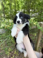 Precious , a female Australian Shepherd and Border Collie for sale in Dawsonville, GA – Photo 1 of 3