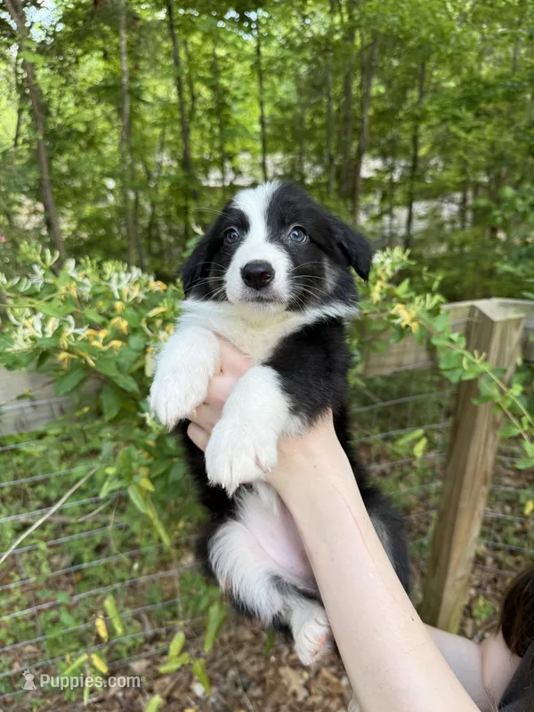 Precious  – Australian Shepherd, Border Collie puppy for sale in Dawsonville, GA