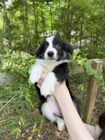 Precious , a female Australian Shepherd and Border Collie for sale in Dawsonville, GA – Photo 2 of 3