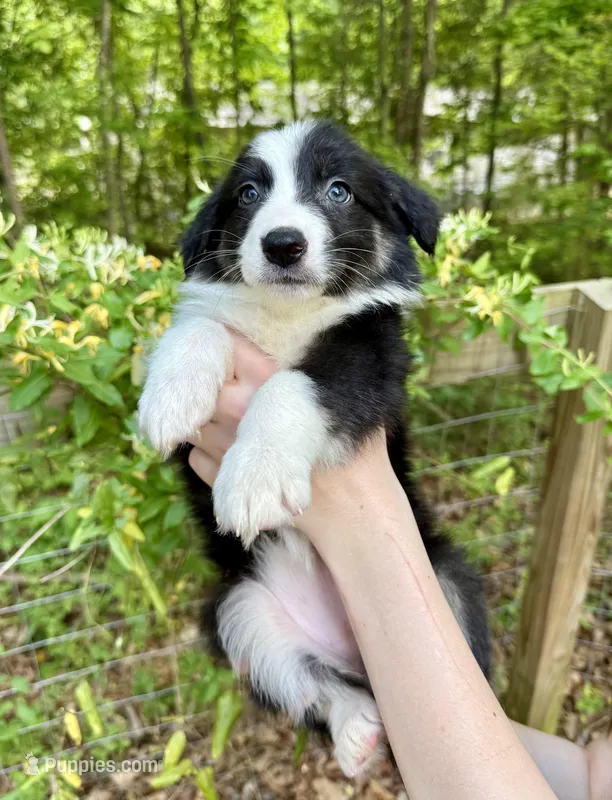 Precious  – Australian Shepherd, Border Collie puppy on hold in Dawsonville, GA